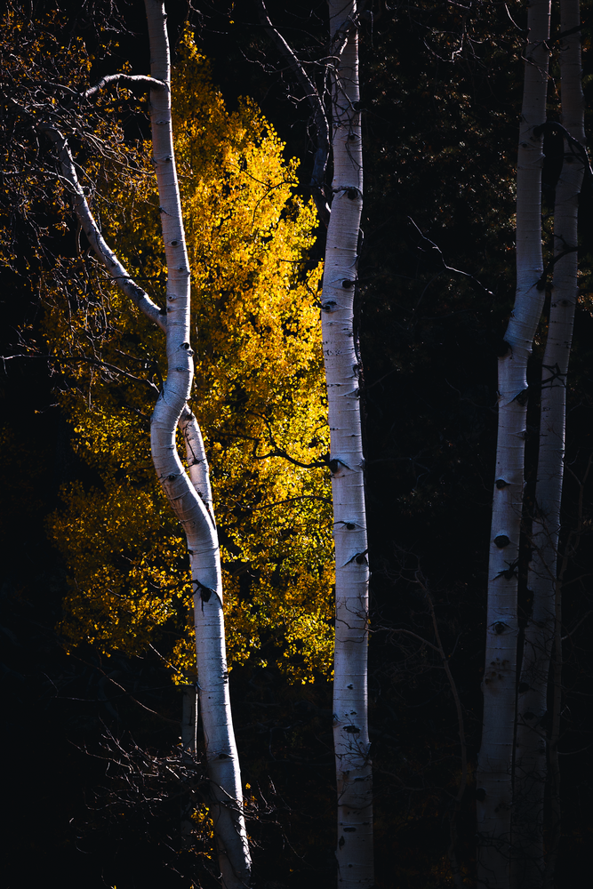 Golden Embrace of Autumn - Fine Art Nature Photography