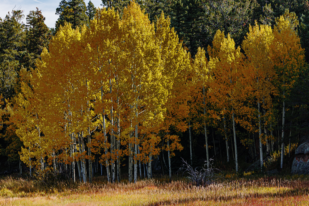 Golden Embrace of Autumn - Vibrant Nature Photography