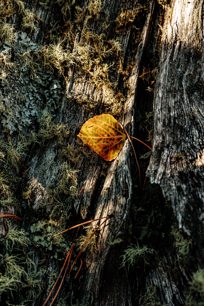 Autumn's Embrace - Nature Photography of a Leaf on Wood