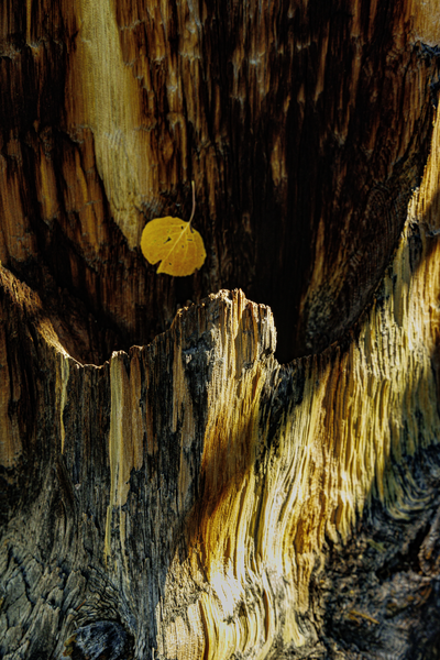 Autumn's Embrace - Textured Wood and Leaf Photography