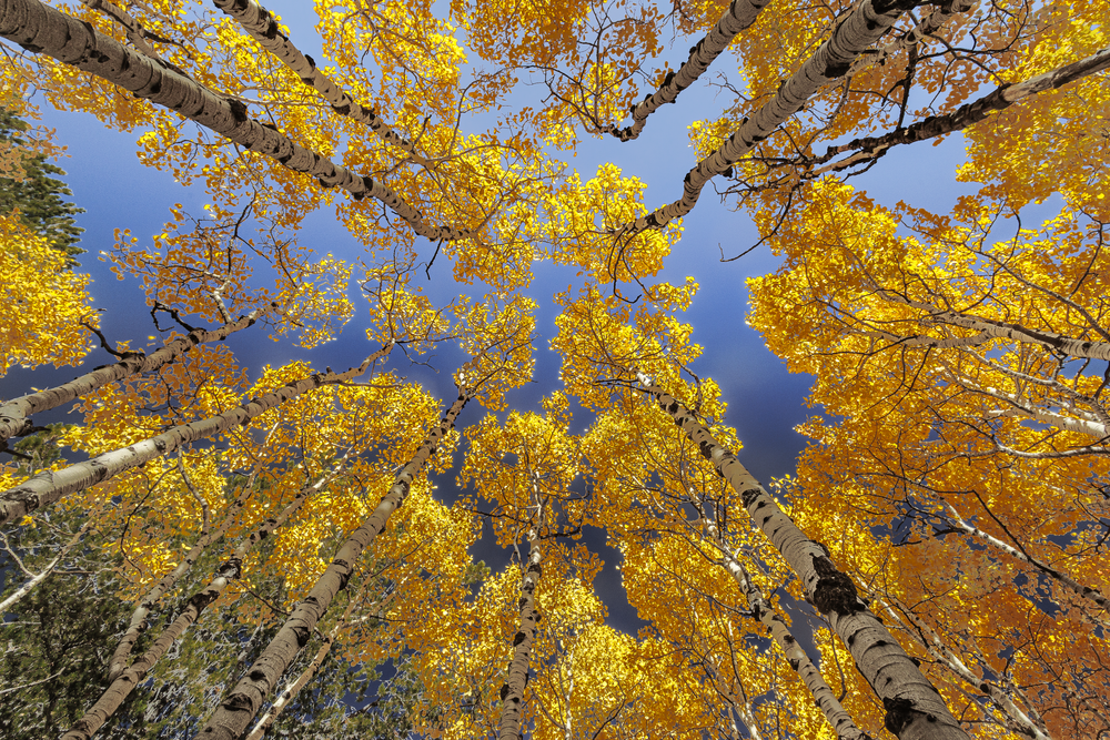 10052025 Fall Colors Meuller Sp 0 Q1 A5340 Photography Art | James H Egbert's Silver Branch Studios