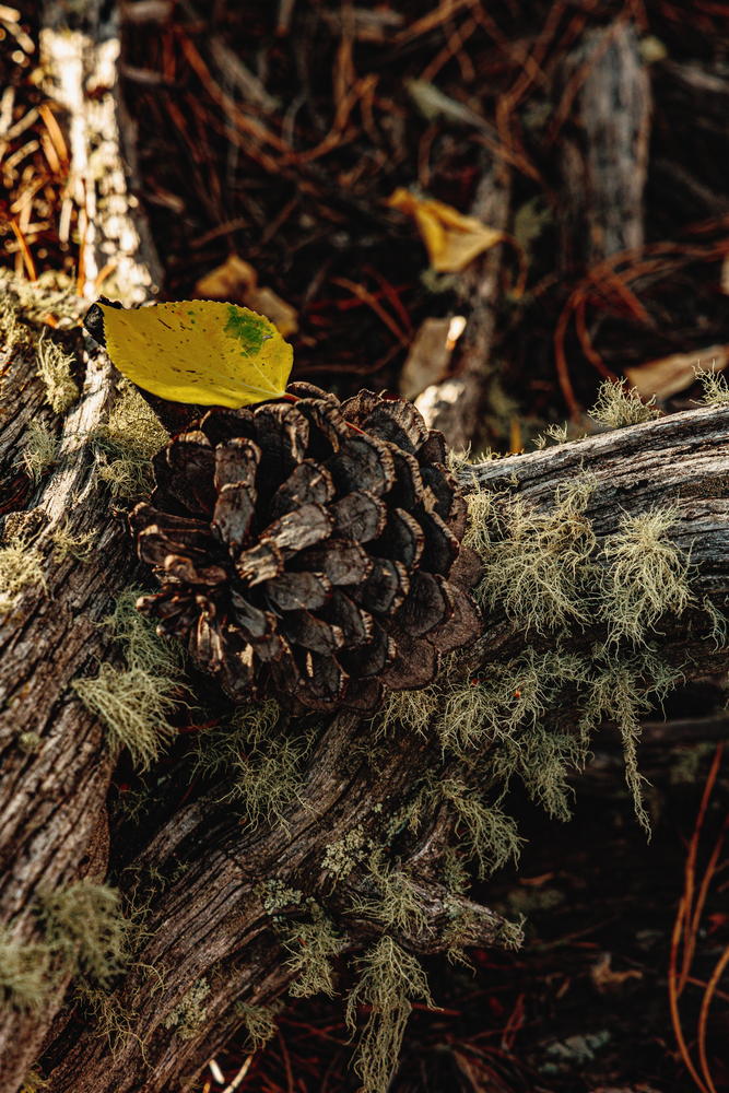 Autumn's Embrace - Nature Photography of Pinecone & Leaf