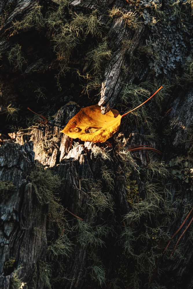 Autumn's Embrace - Fine Art Nature Photography