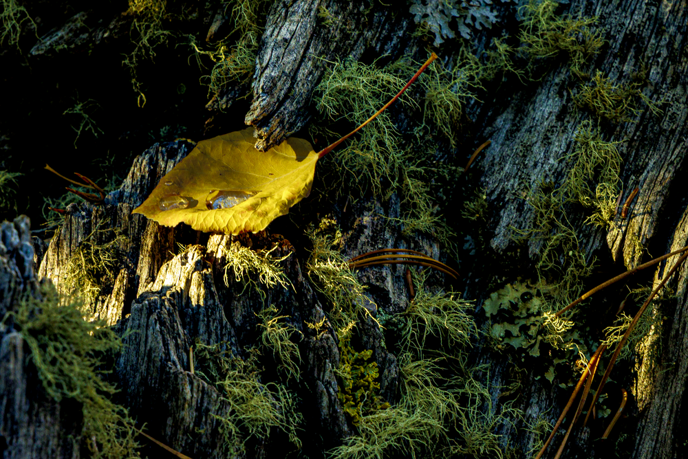 Golden Leaf on Weathered Wood - Nature Photography