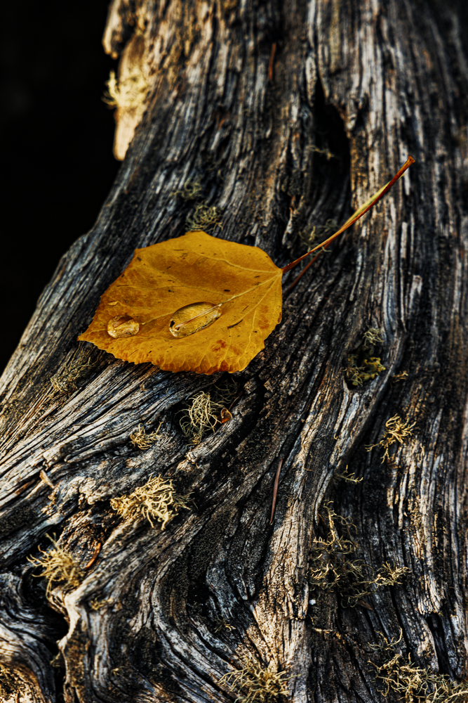 Autumn's Embrace - Nature Photography of a Leaf on Wood