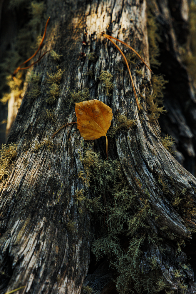 Autumn's Embrace - Nature Photography of Fall Leaves