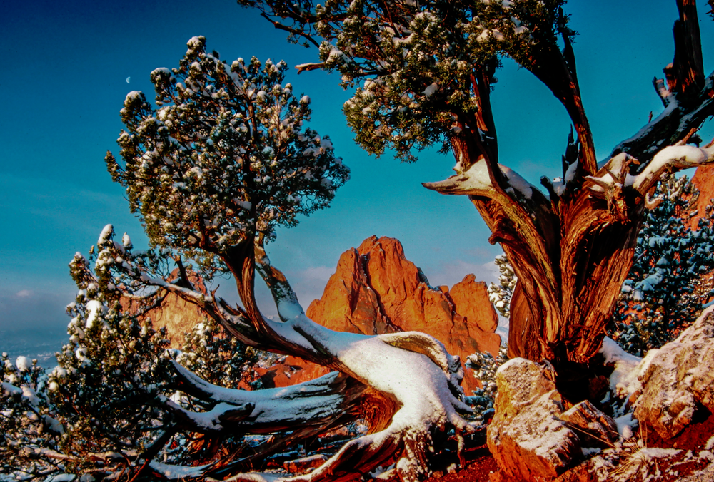 10282025 Buzzi Tree Gog Photography Art | James H Egbert's Silver Branch Studios