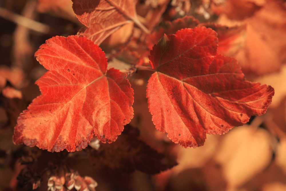 11072025 Fall Colors 0 Q1 A5841 Photography Art | James H Egbert's Silver Branch Studios