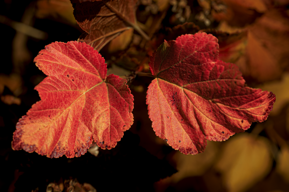 11072025 Fall Colors 0 Q1 A5842 Photography Art | James H Egbert's Silver Branch Studios