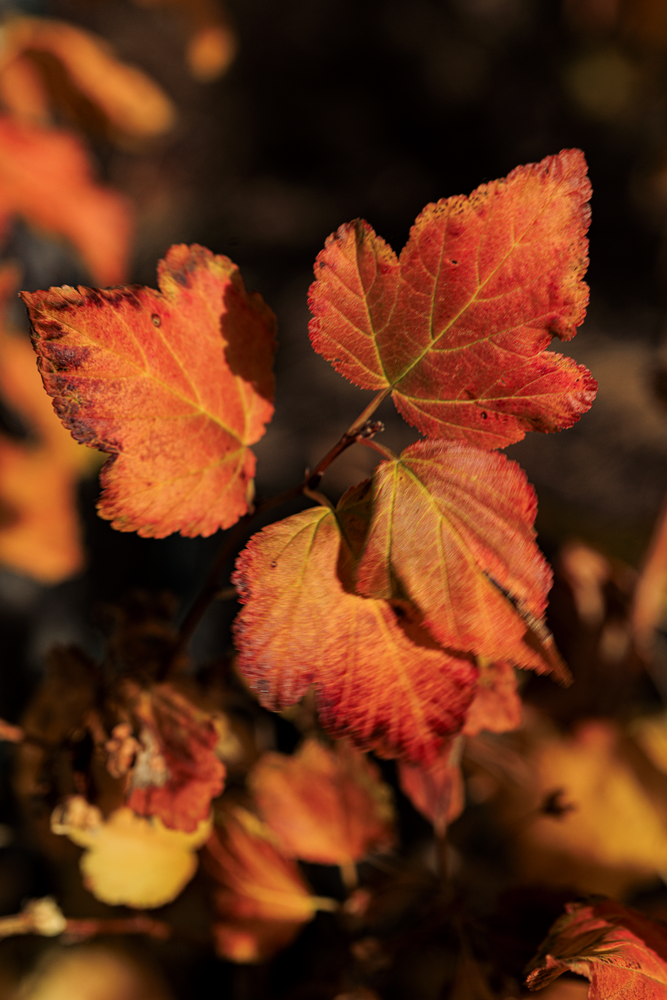 11072025 Fall Colors 0 Q1 A5825 Photography Art | James H Egbert's Silver Branch Studios