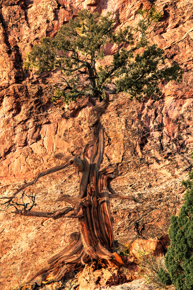 11042026 Gog Juniper 0 Q1 A5755 Photography Art | James H Egbert's Silver Branch Studios