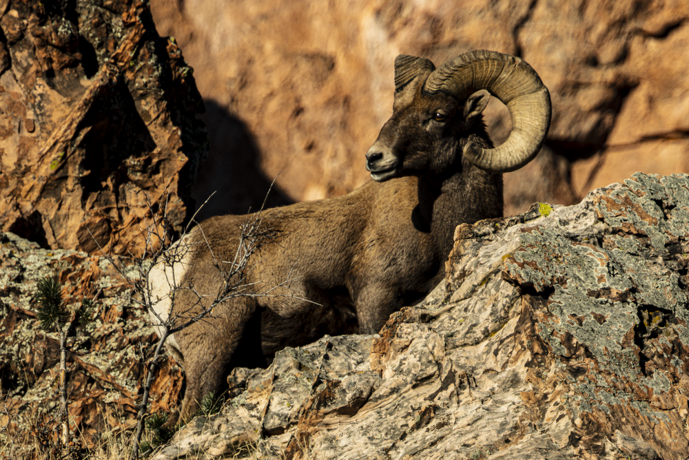 11242025 Gog Bighorn Ram 0 Q1 A6337 2 Photography Art | James H Egbert's Silver Branch Studios