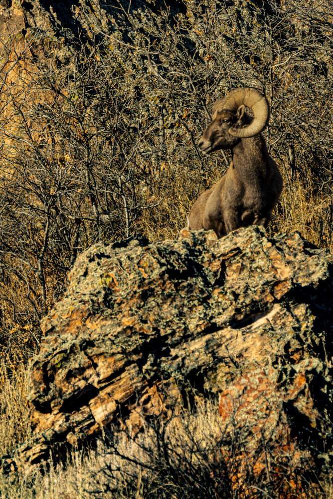 11242025 Gog Bighorn Ram 0 Q1 A6175 Photography Art | James H Egbert's Silver Branch Studios