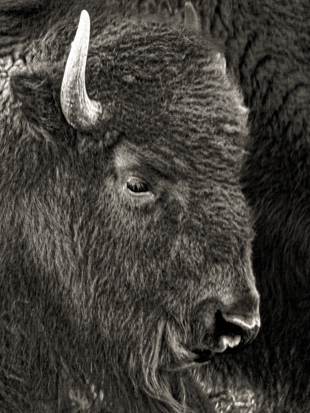 Bison Antique 0724 2025 Rmnp J Hec2608 Photography Art | James H Egbert's Silver Branch Studios