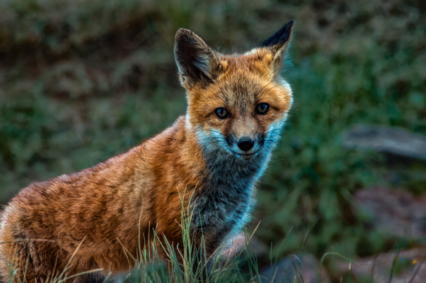 Curious Encounter - Wildlife Photography of a Fox