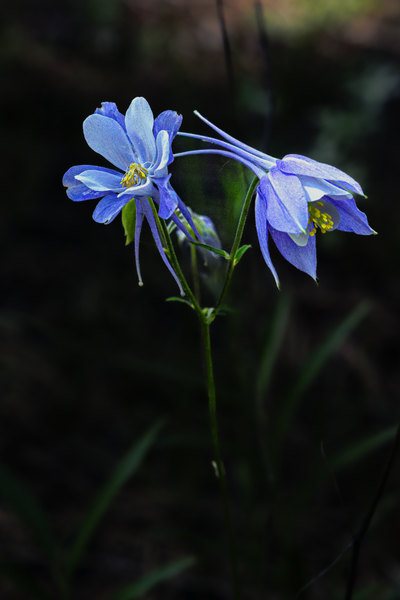 Columbine 06192025 Q1 A1481 Photography Art | James H Egbert's Silver Branch Studios