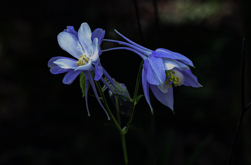 "Aquilegia Caerulea - Nature Photography"