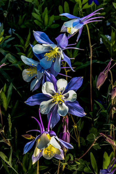 Columbine Falls Dsc 7962 Photography Art | James H Egbert's Silver Branch Studios