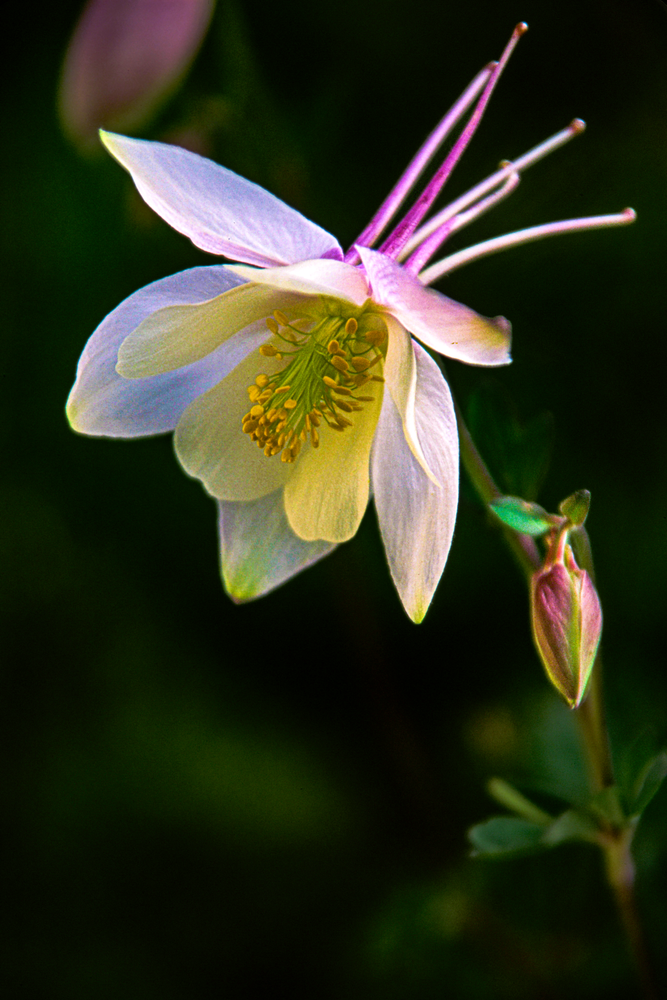 Nature's Elegance - Fine Art Flower Photography