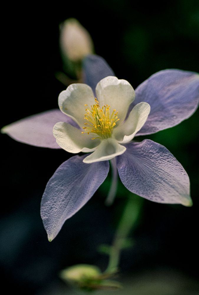 "Columbine Queen - Macro Flower Photography"