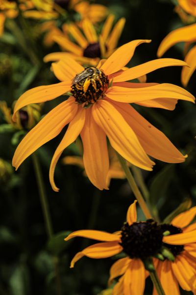 Little Gold Miner - Vibrant Yellow Flower Photography