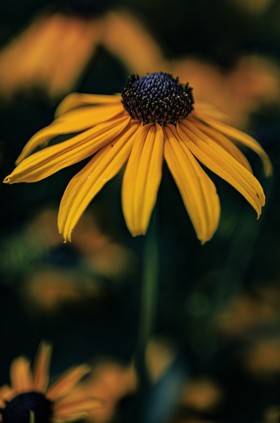 Golden Embrace - Vibrant Yellow Flower Macro Photography
