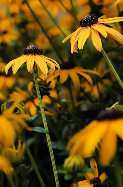 Golden Blooms in Nature - Vibrant Floral Photography