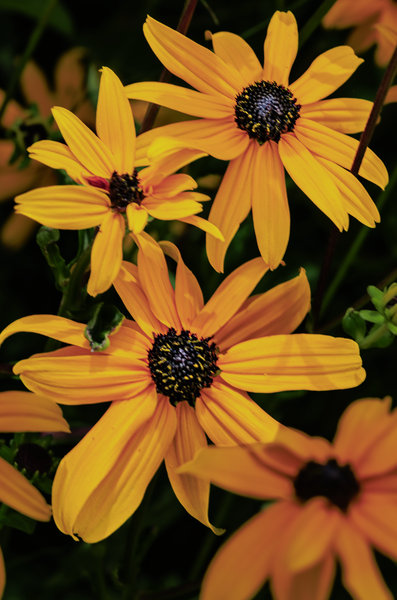 Golden Blooms in Harmony - Vibrant Nature Photography