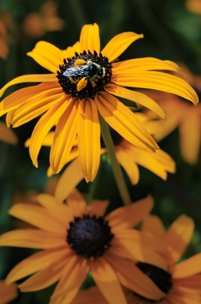 Golden Harvest - Macro Bee Photography