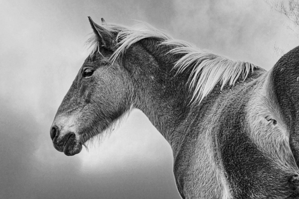 Majestic Equine Whisper - Black and White Horse Photography