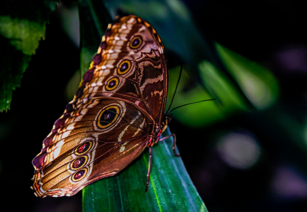 Flutterfly Jhe Imgs5775.Png Photography Art | James H Egbert's Silver Branch Studios