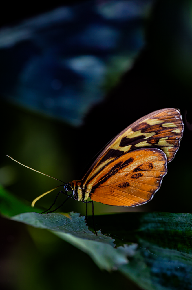Flutterfly Jhe Imgs5764.Png Photography Art | James H Egbert's Silver Branch Studios