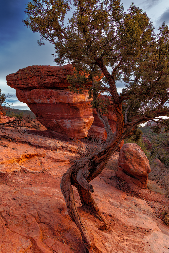 "Desert Sentinel - Fine Art Nature Photography"