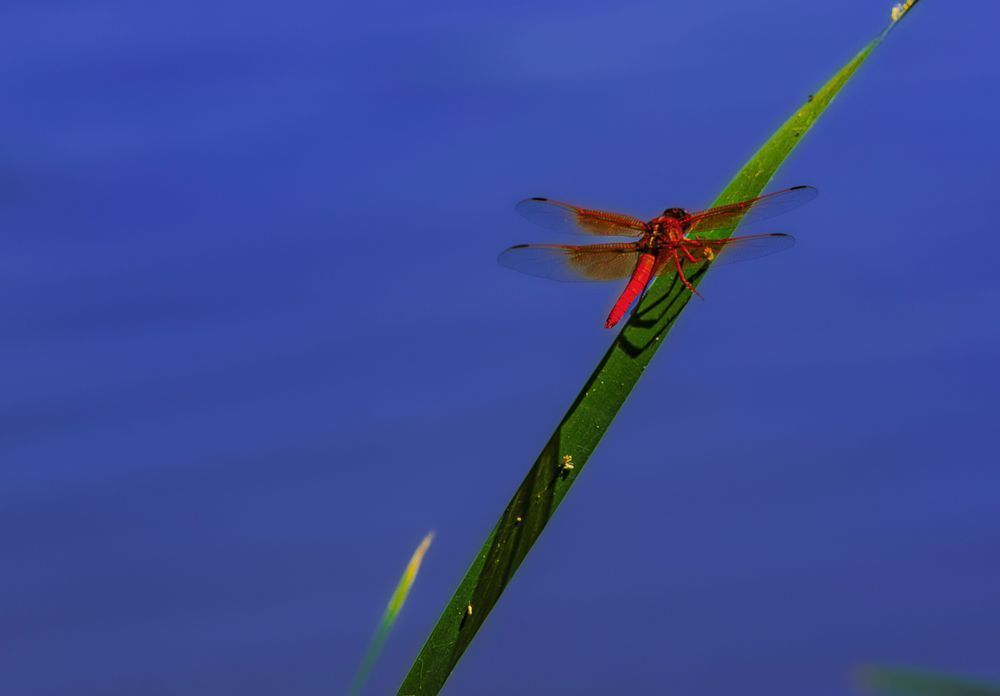 Dragonfly Rio Salado Imgl5809.Jpg Photography Art | James H Egbert's Silver Branch Studios