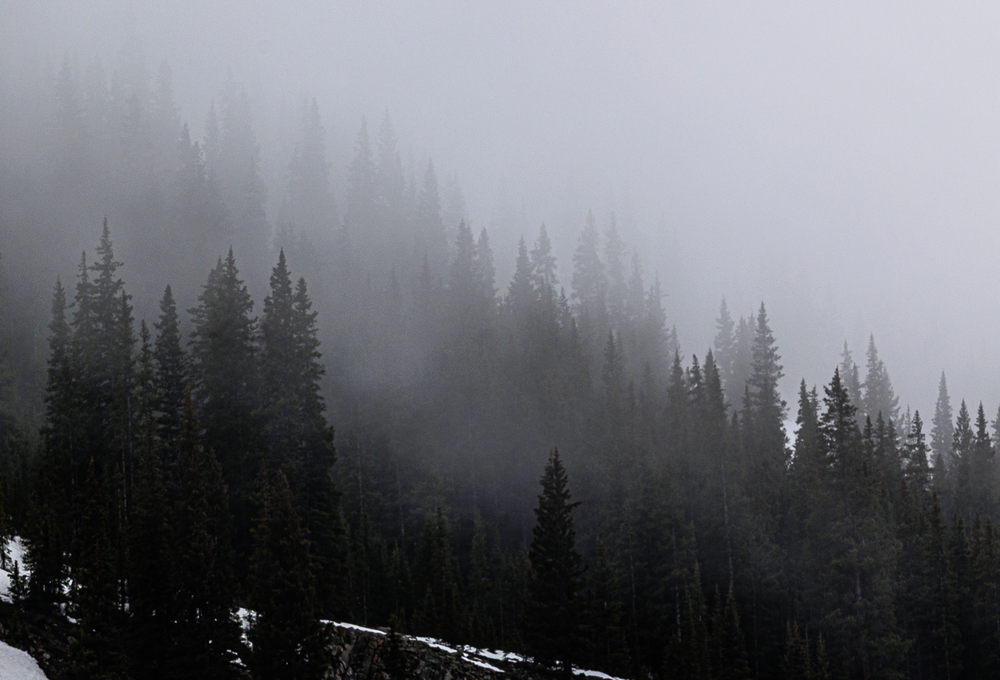 Misty Forest Reverie - Serene Nature Photography