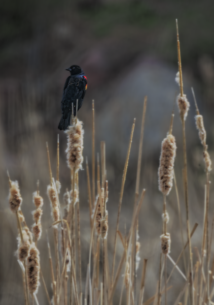 Red Wing Black Bird 03302026 Jhel8101 Photography Art | James H Egbert's Silver Branch Studios
