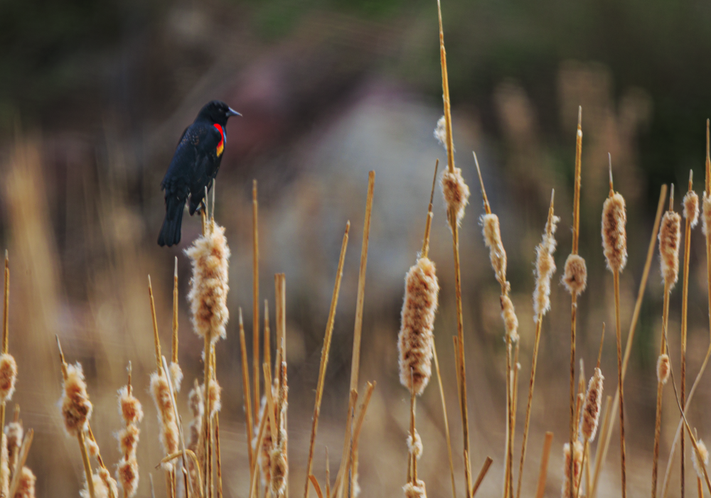 Red Wing Black Bird 03302026 Jhel8089 Photography Art | James H Egbert's Silver Branch Studios