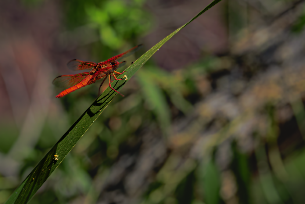Rio Salado Dragon Fly Jhe Imgl5830.Png Photography Art | James H Egbert's Silver Branch Studios