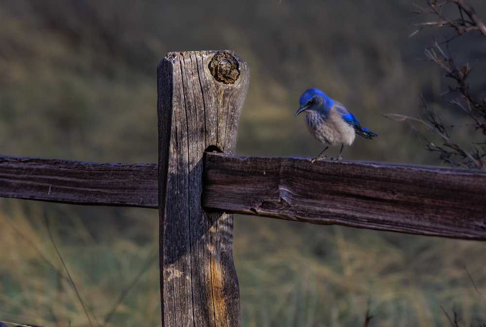 Scrub Jay Gog 04102026 Jhel9570 Photography Art | James H Egbert's Silver Branch Studios