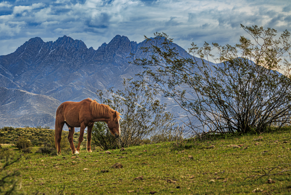Four Peaks Rio Salado Equine - Fine Art Nature Photography