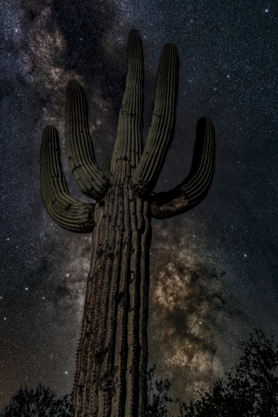 "Sentinel of the Galaxy - Saguaro Cactus Under Starry Sky"