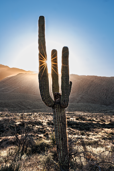 Saguaro Morning Pilaties 2013 Jhec2553 Photography Art | James H Egbert's Silver Branch Studios