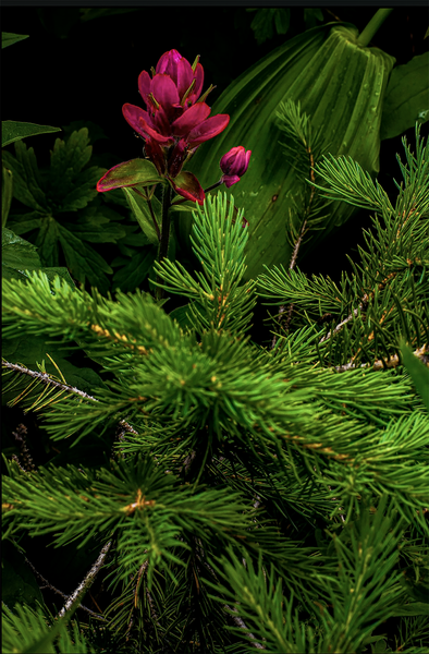 "The Scarlet Brush: Vibrant Nature Photography"