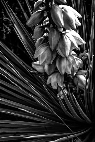 Yucca Blooms Faa 060609 1299 Jhe 556397425 O Noir Photography Art | James H Egbert's Silver Branch Studios