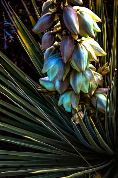 Nature's Palette: Yucca Bloom - Fine Art Photography