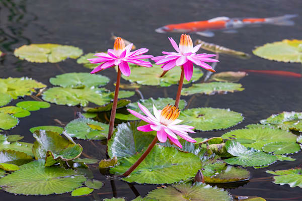 Sanctuary In Bloom Photography Art | Patrick V Photography