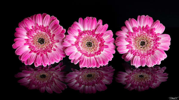 Nature's Pink Symphony Photography Art | Patrick V Photography