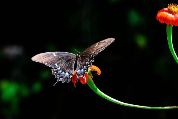NATURE'S CREATURES