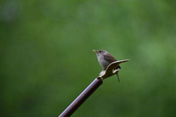 Wildlife