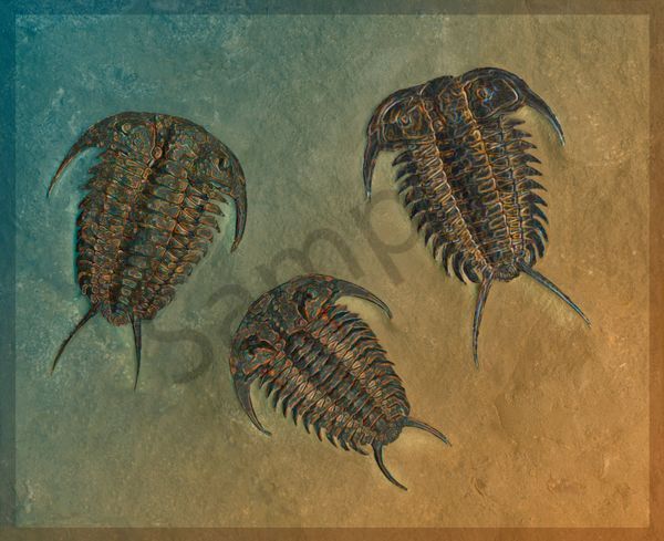 Ceraurus and Leviceraurus Fossil Trilobites